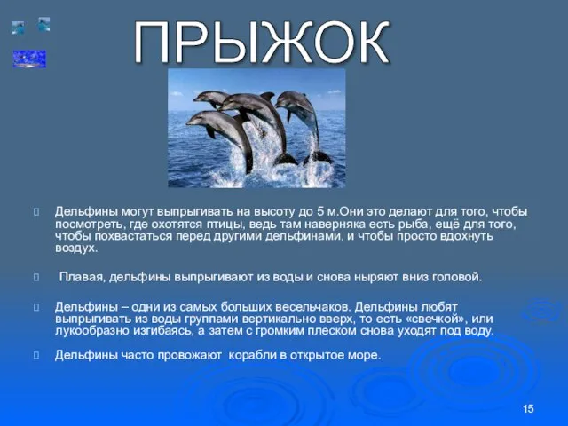 Дельфины могут выпрыгивать на высоту до 5 м.Они это делают для того,