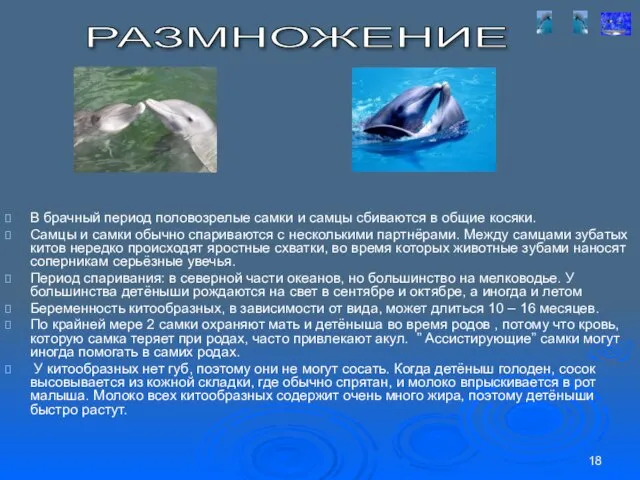 В брачный период половозрелые самки и самцы сбиваются в общие косяки. Самцы