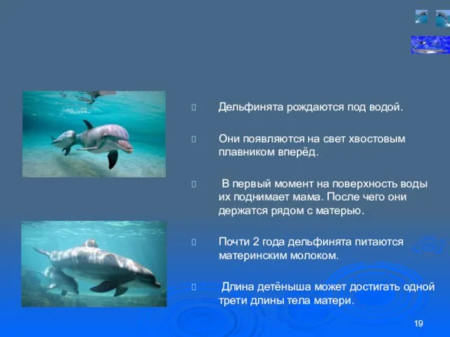 Дельфинята рождаются под водой. Они появляются на свет хвостовым плавником вперёд. В