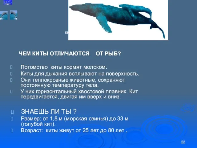 ЧЕМ КИТЫ ОТЛИЧАЮТСЯ ОТ РЫБ? Потомство киты кормят молоком. Киты для дыхания