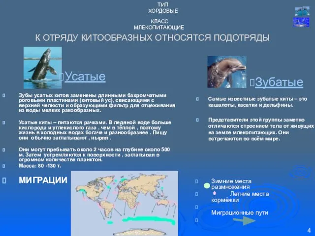 К ОТРЯДУ КИТООБРАЗНЫХ ОТНОСЯТСЯ ПОДОТРЯДЫ Самые известные зубатые киты – это кашалоты,