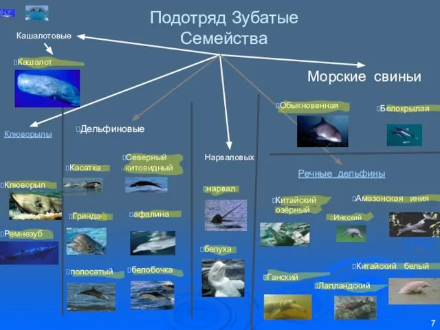 Подотряд Зубатые Семейства Дельфиновые Нарваловых Морские свиньи Клюворылы Речные дельфины Обыкновенная Белокрылая