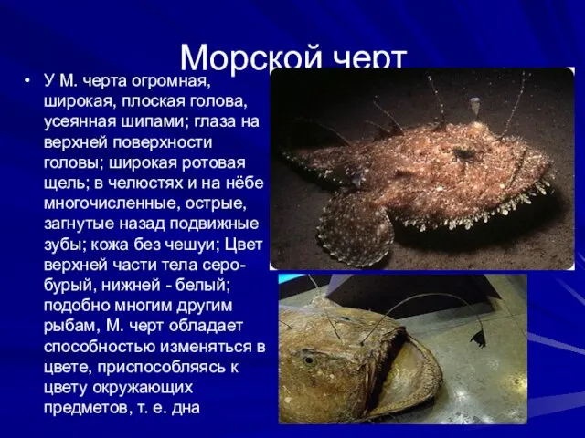 Морской черт У М. черта огромная, широкая, плоская голова, усеянная шипами; глаза