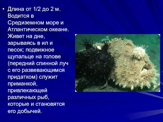 Длина от 1/2 до 2 м. Водится в Средиземном море и Атлантическом