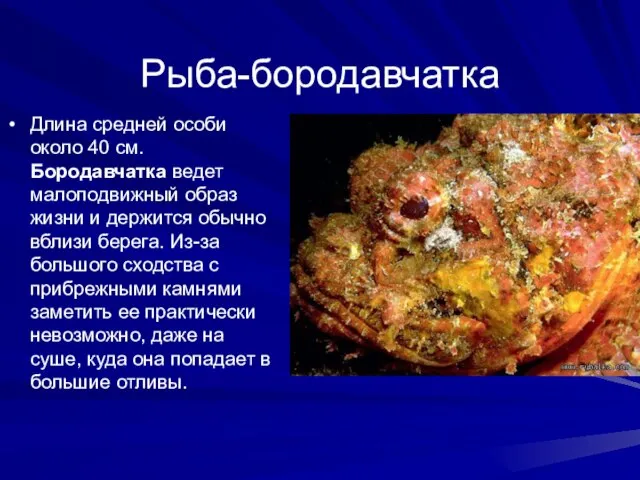 Рыба-бородавчатка Длина средней особи около 40 см. Бородавчатка ведет малоподвижный образ жизни