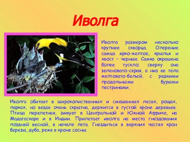 Иволга Иволга размером несколько крупнее скворца. Оперение самца ярко-желтое, крылья и хвост