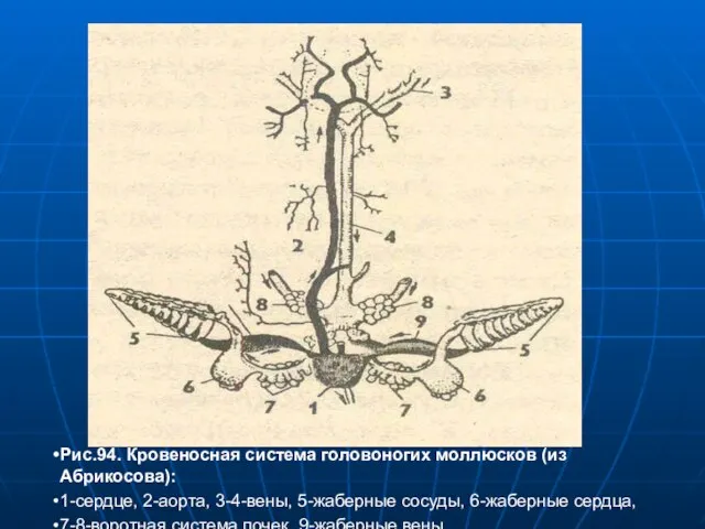 Рис.94. Кровеносная система головоногих моллюсков (из Абрикосова): 1-сердце, 2-аорта, 3-4-вены, 5-жаберные сосуды,