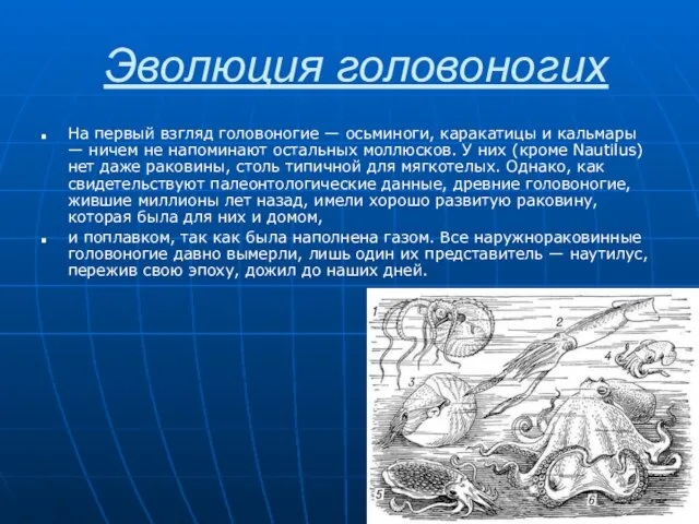 Эволюция головоногих На первый взгляд головоногие — осьминоги, каракатицы и кальмары —