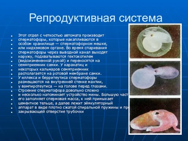 Репродуктивная система Этот отдел с четкостью автомата производит сперматофоры, которые накапливаются в