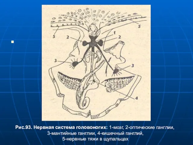 Рис.93. Нервная система головоногих: 1-мозг, 2-оптические ганглии, 3-мантийные ганглии, 4-кишечный ганглий, 5-нервные тяжи в щупальцах