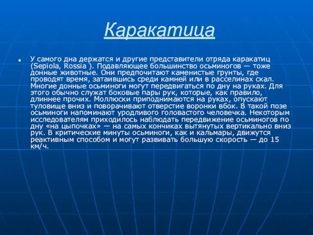 Каракатица У самого дна держатся и другие представители отряда каракатиц (Sepiola, Rossia