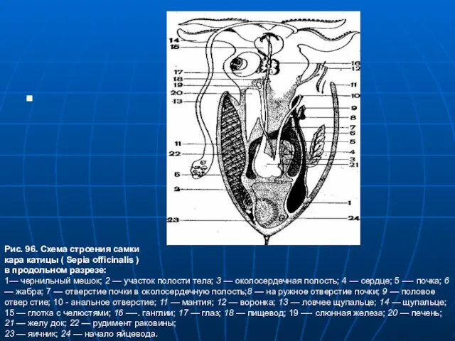 Рис. 96. Схема строения самки кара­ катицы ( Sepia officinalis ) в