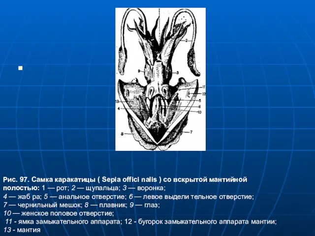 Рис. 97. Самка каракатицы ( Sepia offici nalis ) со вскрытой мантийной