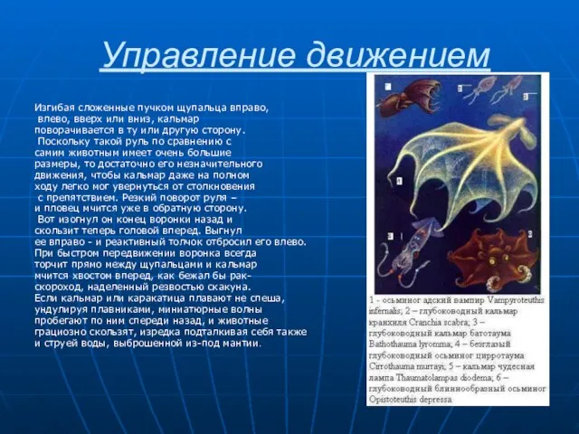 Управление движением Изгибая сложенные пучком щупальца вправо, влево, вверх или вниз, кальмар