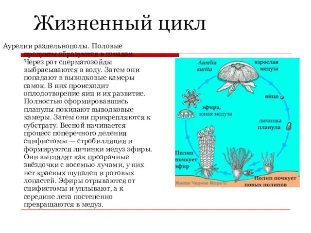 Жизненный цикл Аурелии раздельнополы. Половые продукты образуются в гонадах. Через рот сперматозойды