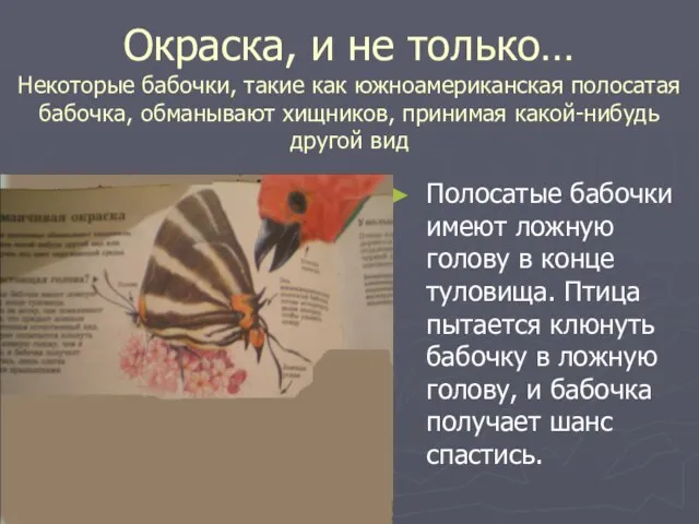 Окраска, и не только… Некоторые бабочки, такие как южноамериканская полосатая бабочка, обманывают