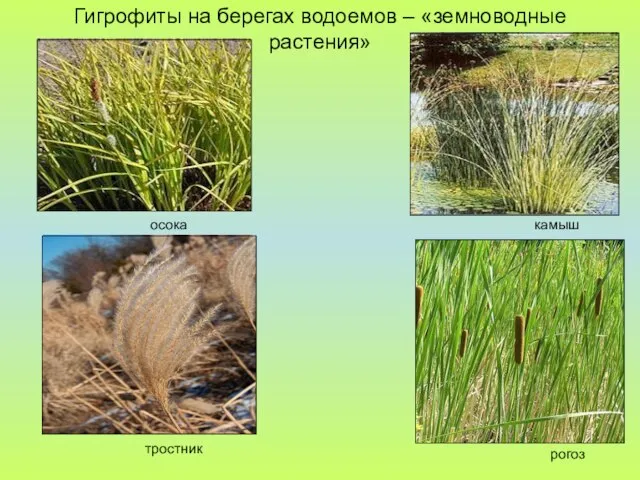 Гигрофиты на берегах водоемов – «земноводные растения» осока тростник камыш рогоз