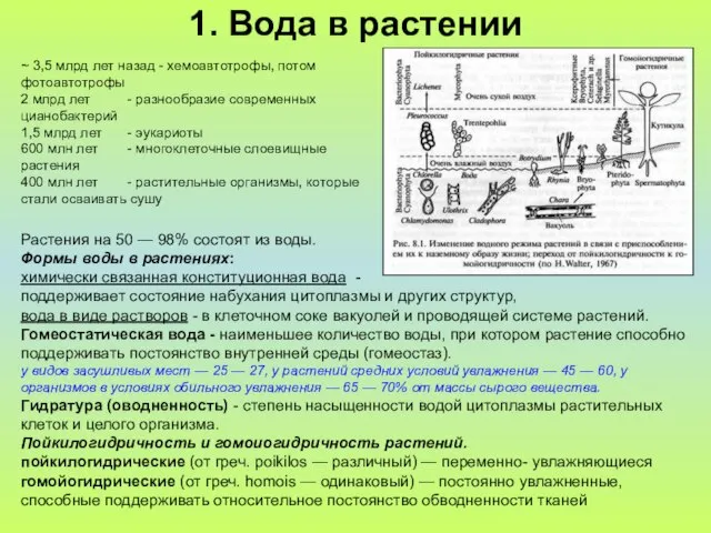 1. Вода в растении ~ 3,5 млрд лет назад - хемоавтотрофы, потом