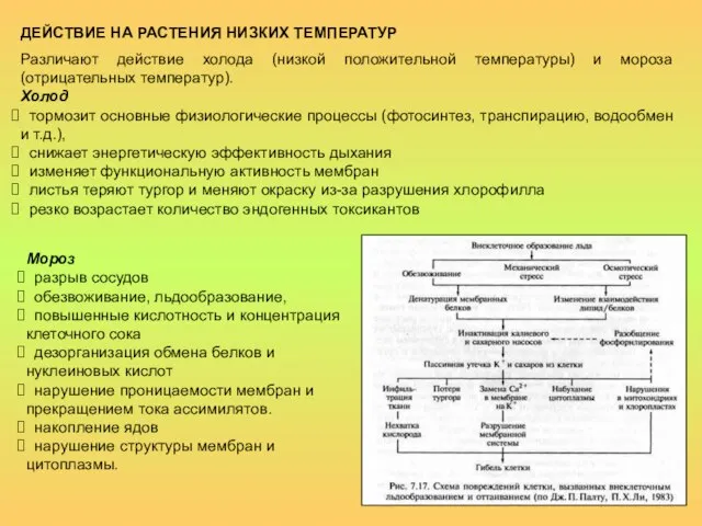 ДЕЙСТВИЕ НА РАСТЕНИЯ НИЗКИХ ТЕМПЕРАТУР Различают действие холода (низкой положительной температуры) и