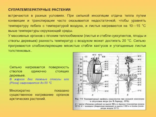 СУПРАТЕМПЕРАТУРНЫЕ РАСТЕНИЯ встречаются в разных условиях. При сильной инсоляции отдача тепла путем