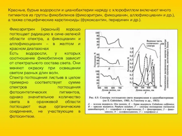 Красные, бурые водоросли и цианобактерии наряду с хлорофиллом включают много пигментов из