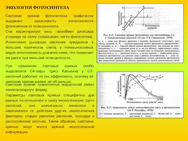 ЭКОЛОГИЯ ФОТОСИНТЕЗА Световая кривая фотосинтеза графически выражает зависимость интенсивности фотосинтеза от освещенности.