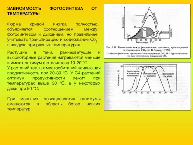 ЗАВИСИМОСТЬ ФОТОСИНТЕЗА ОТ ТЕМПЕРАТУРЫ Форма кривой иногда полностью объясняется соотношением между фотосинтезом