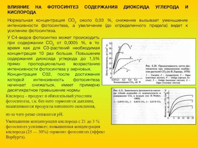 ВЛИЯНИЕ НА ФОТОСИНТЕЗ СОДЕРЖАНИЯ ДИОКСИДА УГЛЕРОДА И КИСЛОРОДА Нормальная концентрация СО2 около
