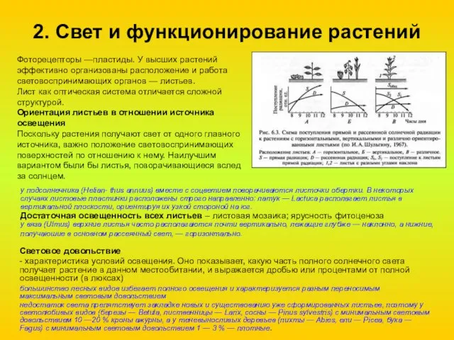 2. Свет и функционирование растений Фоторецепторы —пластиды. У высших растений эффективно организованы