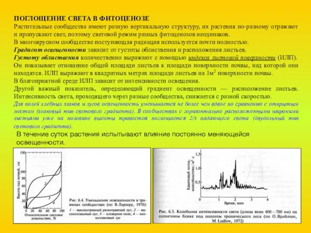 ПОГЛОЩЕНИЕ СВЕТА В ФИТОЦЕНОЗЕ Растительные сообщества имеют разную вертикальную структуру, их растения