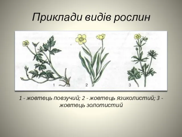 Приклади видів рослин 1 - жовтець повзучий; 2 - жовтець язиколистий; 3 - жовтець золотистий