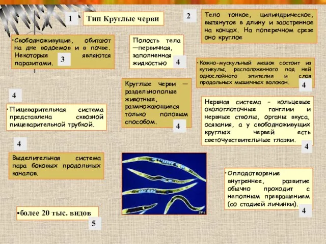 Тип Круглые черви более 20 тыс. видов Свободноживущие, обитают на дне водоемов