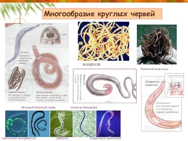 Многообразие круглых червей аскарида спиральная трихинелла элегантный кенорабдитис большой почечный червь рабдитис нитчатка Банкрофта Типичный волосатик