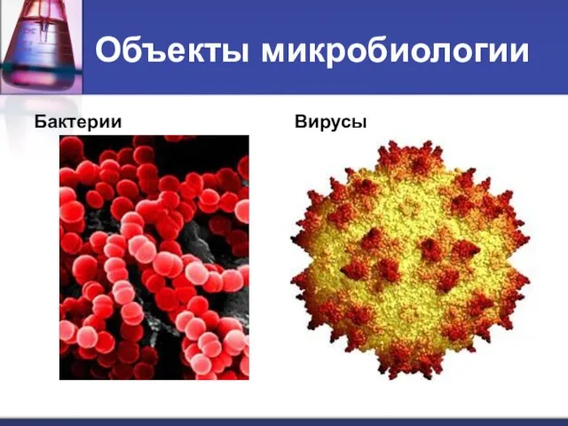 Объекты микробиологии Бактерии Вирусы