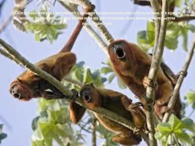 Обезьяны ревуны являются самыми громкоголосыми обезьянами. Их крики можно услышать за две