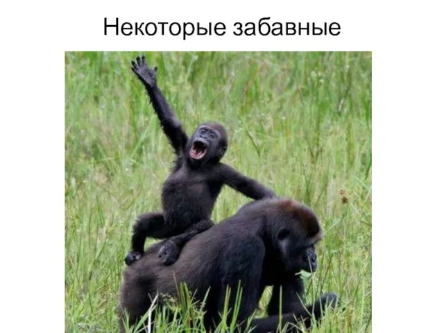 Некоторые забавные представители.