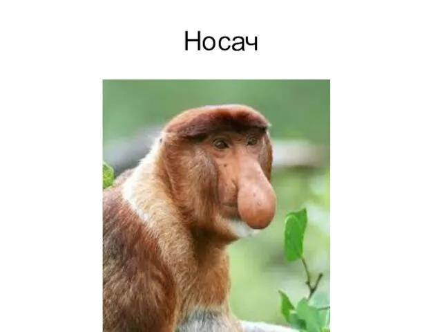 Носач