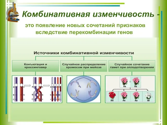 Комбинативная изменчивость - это появление новых сочетаний признаков вследствие перекомбинации генов