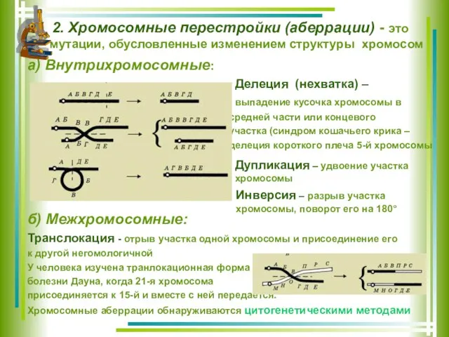 2. Хромосомные перестройки (аберрации) - это мутации, обусловленные изменением структуры хромосом а)