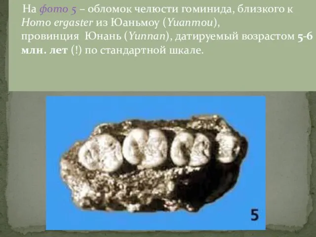 На фото 5 – обломок челюсти гоминида, близкого к Homo ergaster из