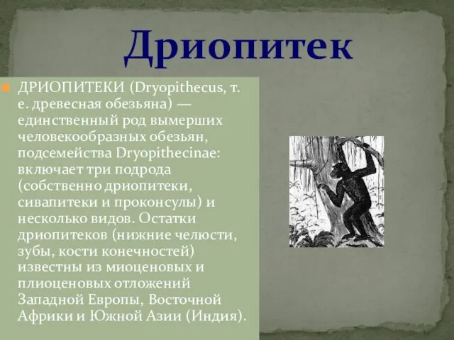 Дриопитек ДРИОПИТЕКИ (Dryopithecus, т. е. древесная обезьяна) — единственный род вымерших человекообразных