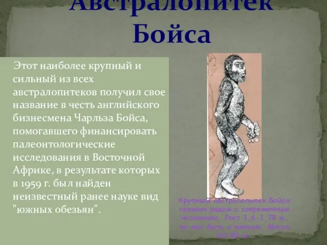 Австралопитек Бойса Этот наиболее крупный и сильный из всех австралопитеков получил свое