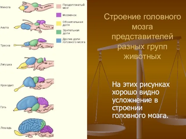 Строение головного мозга представителей разных групп животных На этих рисунках хорошо видно