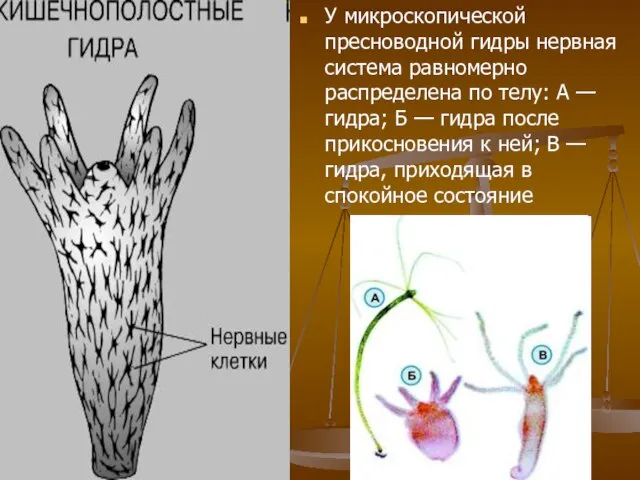 У микроскопической пресноводной гидры нервная система равномерно распределена по телу: А —