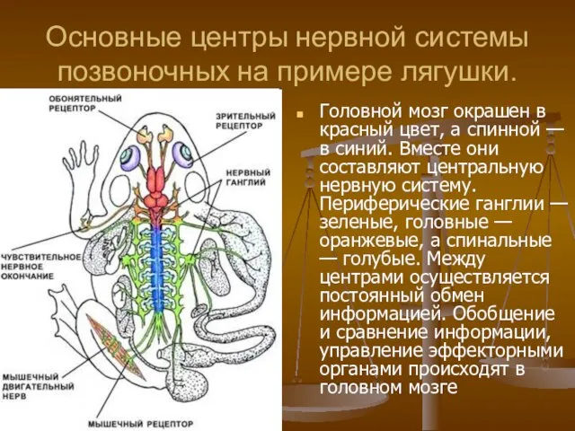 Основные центры нервной системы позвоночных на примере лягушки. Головной мозг окрашен в