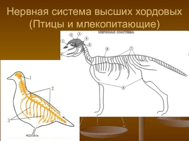 Нервная система высших хордовых (Птицы и млекопитающие)