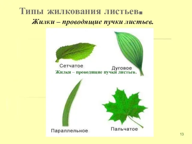 Типы жилкования листьев. Жилки – проводящие пучки листьев. Жилки – проводящие пучки листьев.