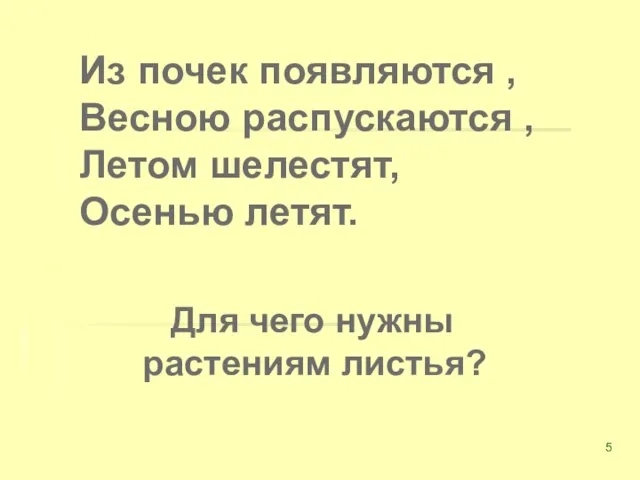 Из почек появляются , Весною распускаются , Летом шелестят, Осенью летят. Для чего нужны растениям листья?