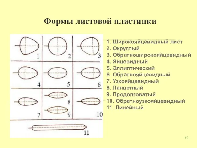 Формы листовой пластинки 1. Широкояйцевидный лист 2. Округлый 3. Обратноширокояйцевидный 4. Яйцевидный