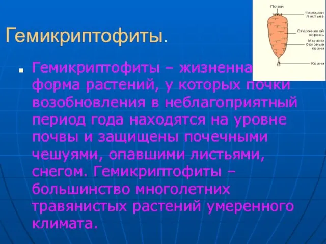 Гемикриптофиты. Гемикриптофиты – жизненная форма растений, у которых почки возобновления в неблагоприятный